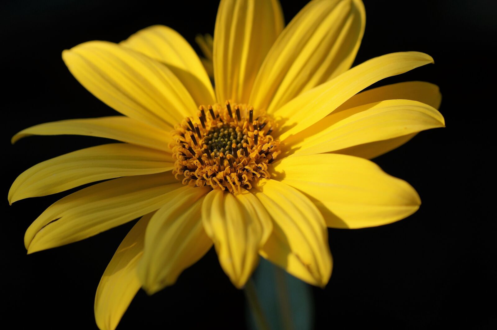 Sony SLT-A58 sample photo. Jerusalem artichoke, small, sunflower photography