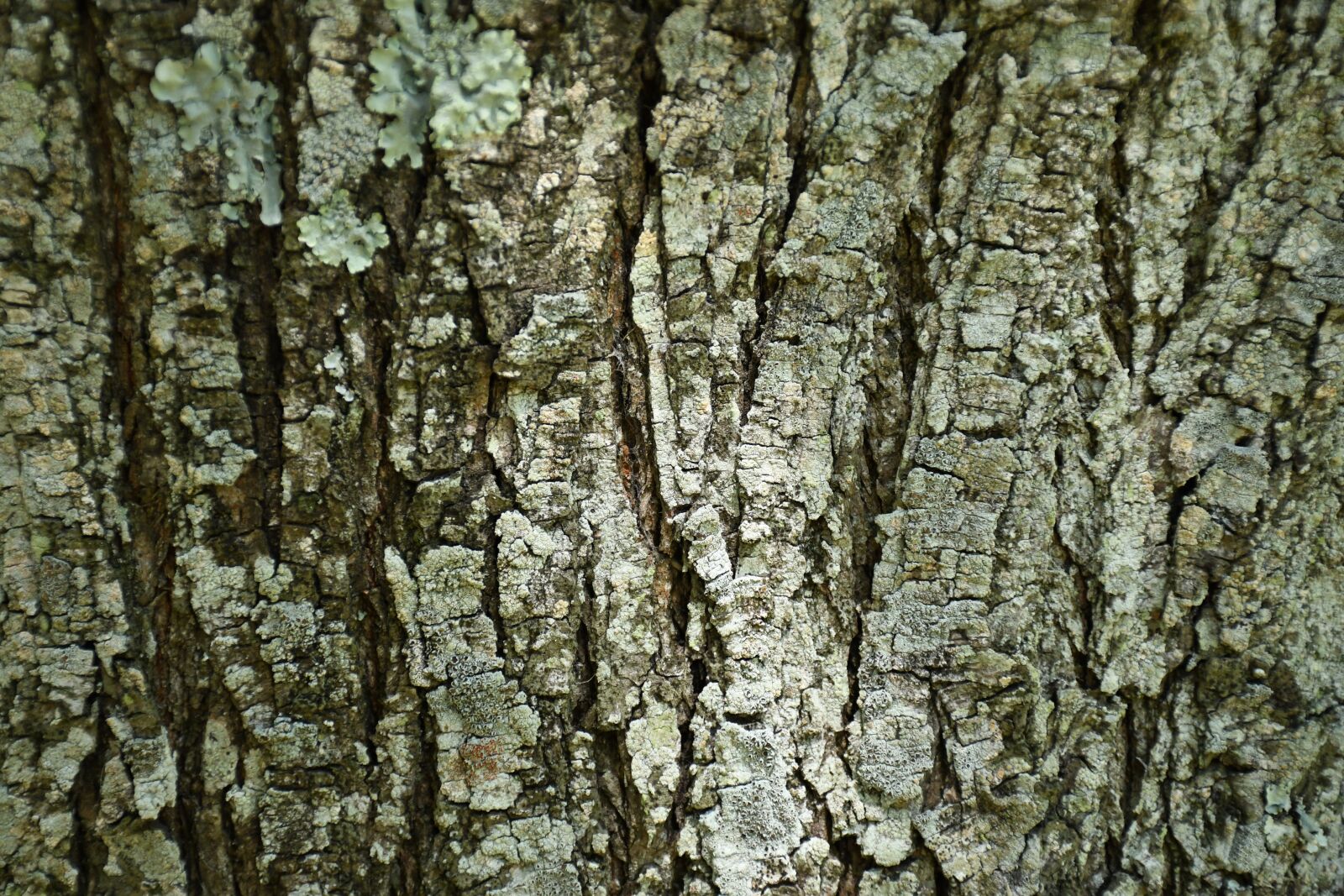 Nikon D7500 sample photo. Wood, tree, nature photography