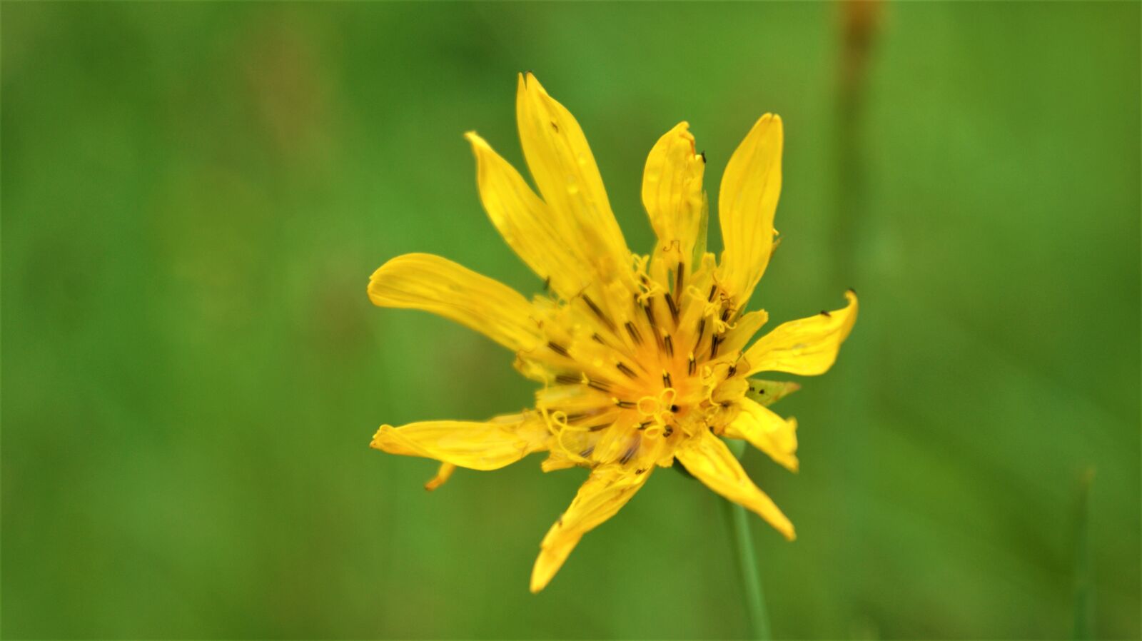 Sony Alpha DSLR-A350 sample photo. Yellow venus, flower, bloom photography
