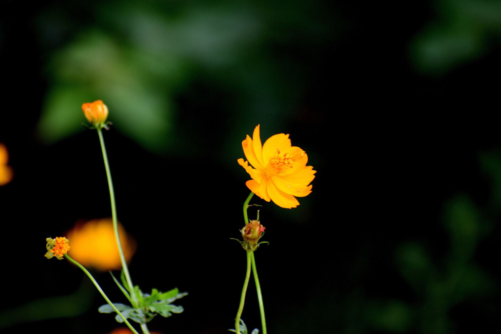 Nikon D3300 sample photo. Nature, flower, plant photography