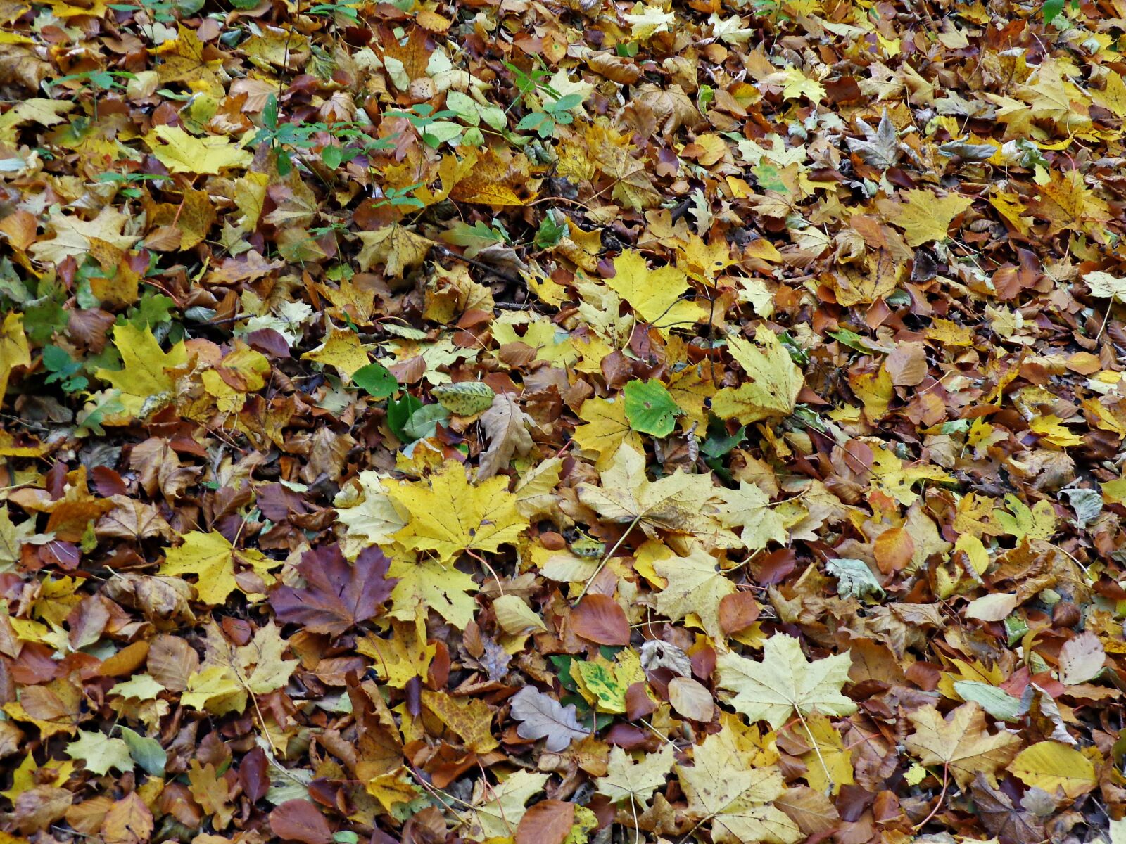 Sony Cyber-shot DSC-H90 sample photo. Foliage, autumn, autumn gold photography