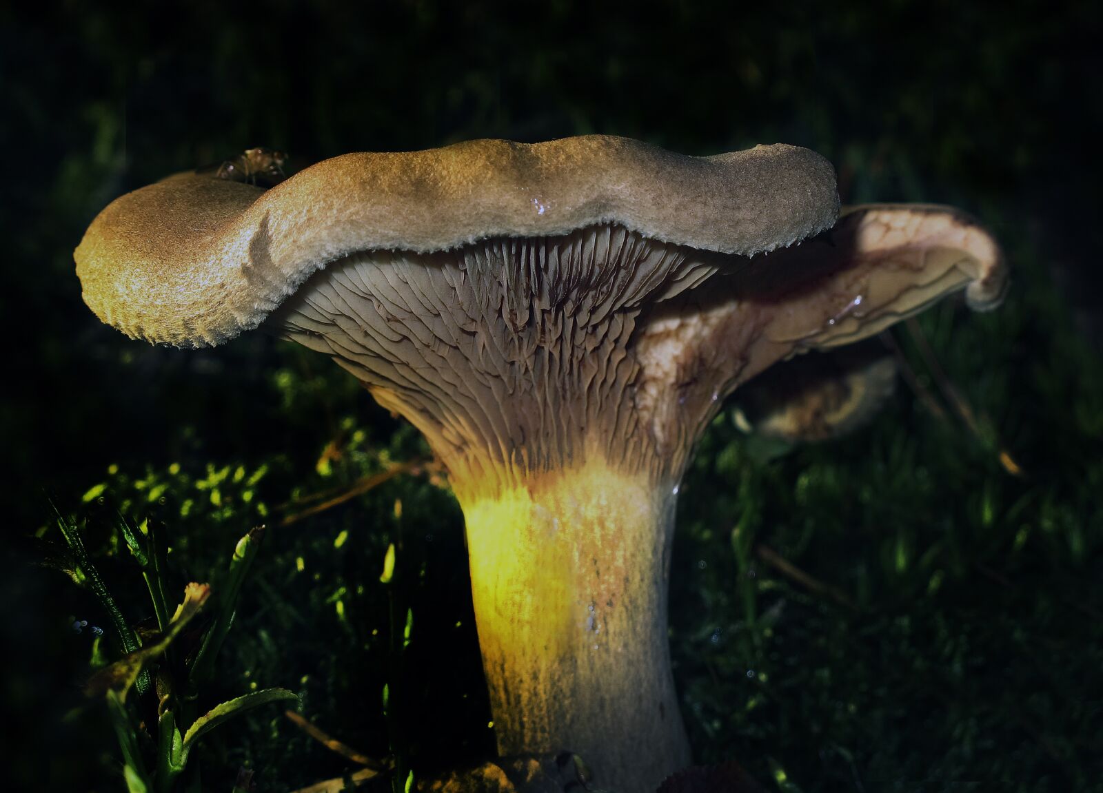 Canon PowerShot G12 sample photo. Mushroom, disc fungus, forest photography