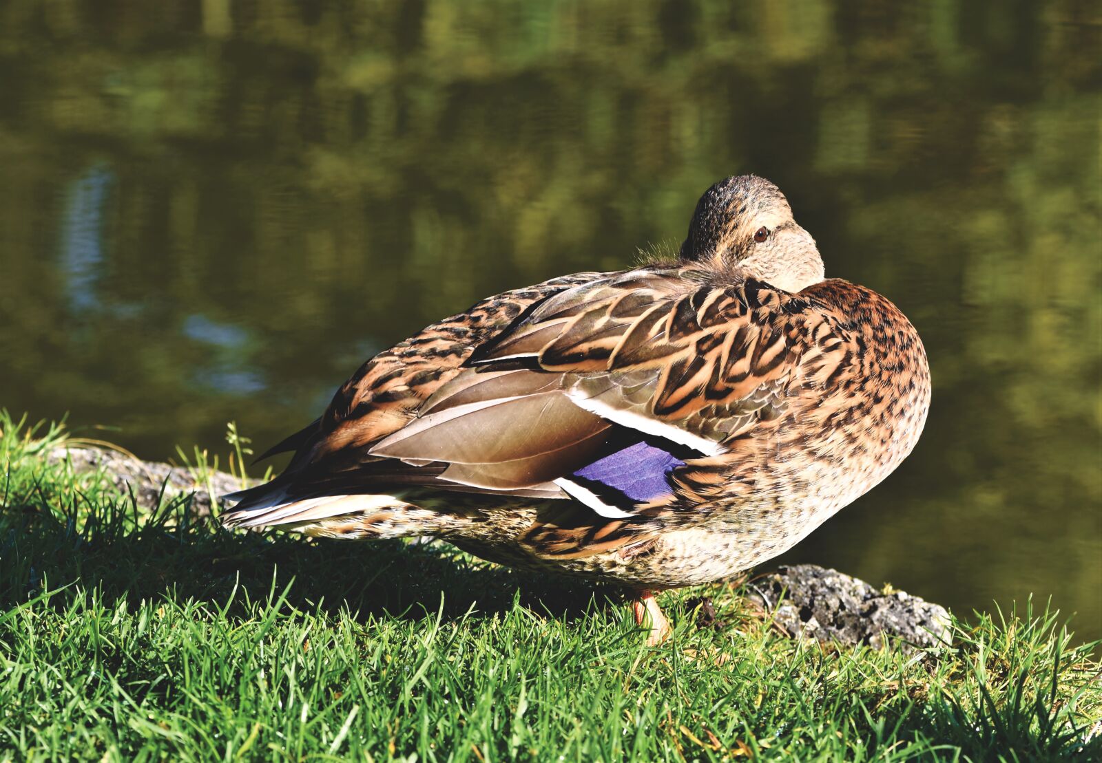 Nikon D7200 sample photo. Duck, mallard, water bird photography