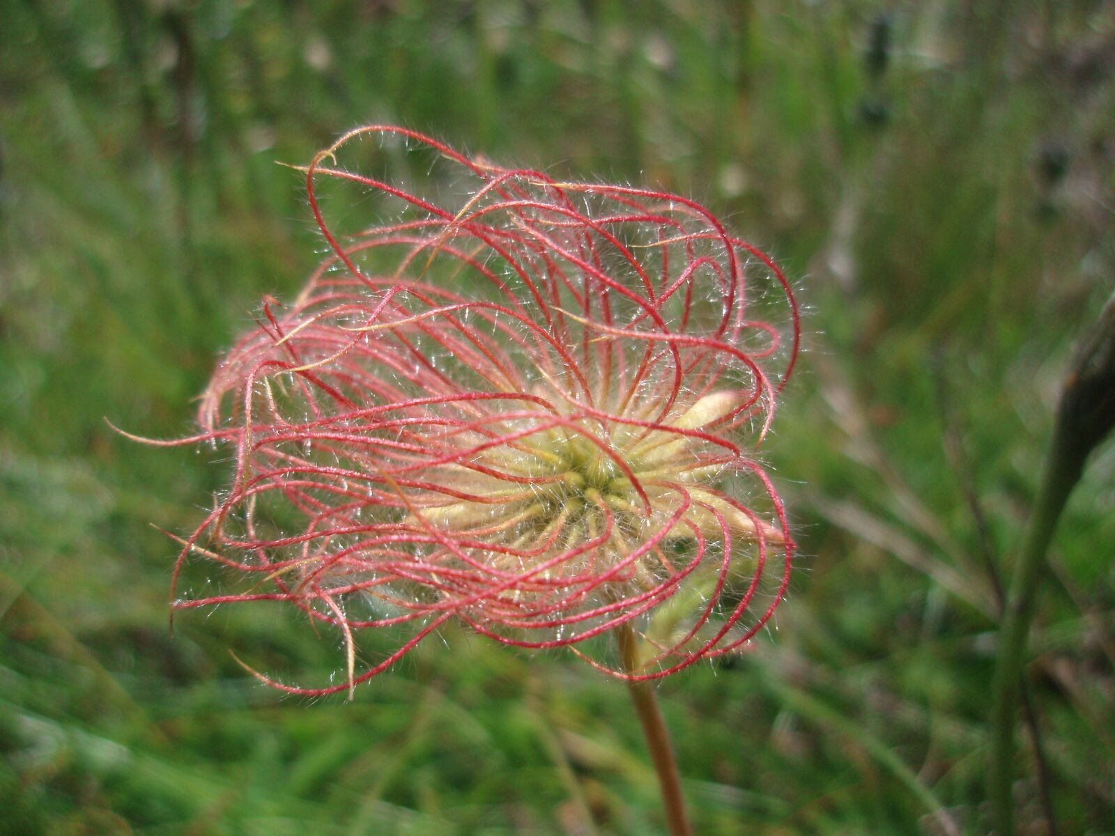 Olympus u750,S750 sample photo. Pasque flower, alm, alphabet photography