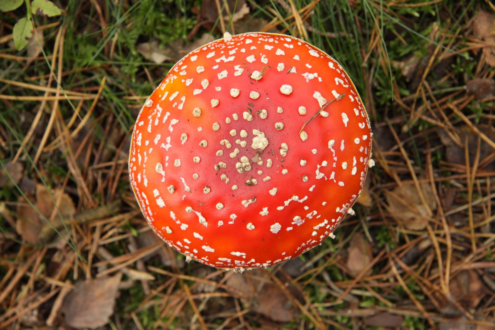 Canon EOS 50D sample photo. Fly agaric, autumn, nature photography