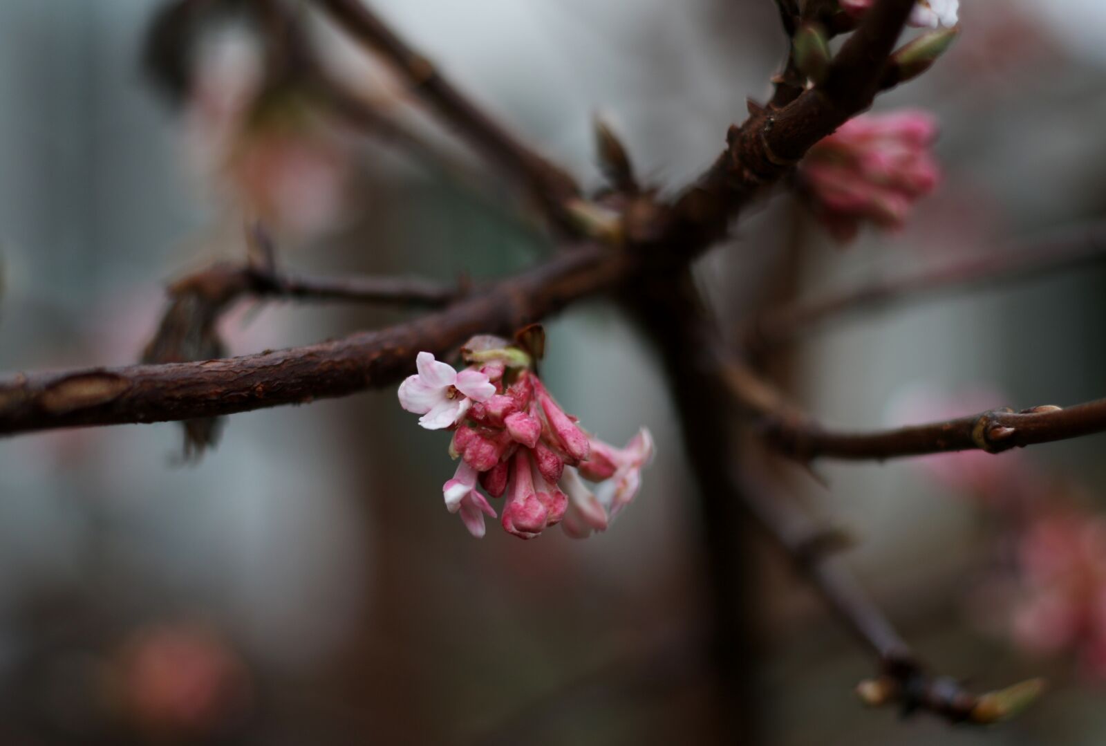 Canon EOS 7D Mark II sample photo. Viburnum bodnantense, snowball, pink photography