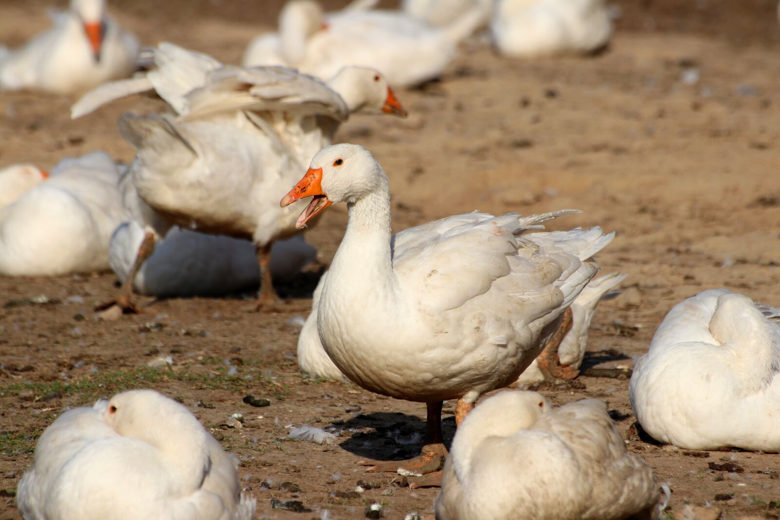 Canon EOS 80D sample photo. Geese, feather, animal world photography