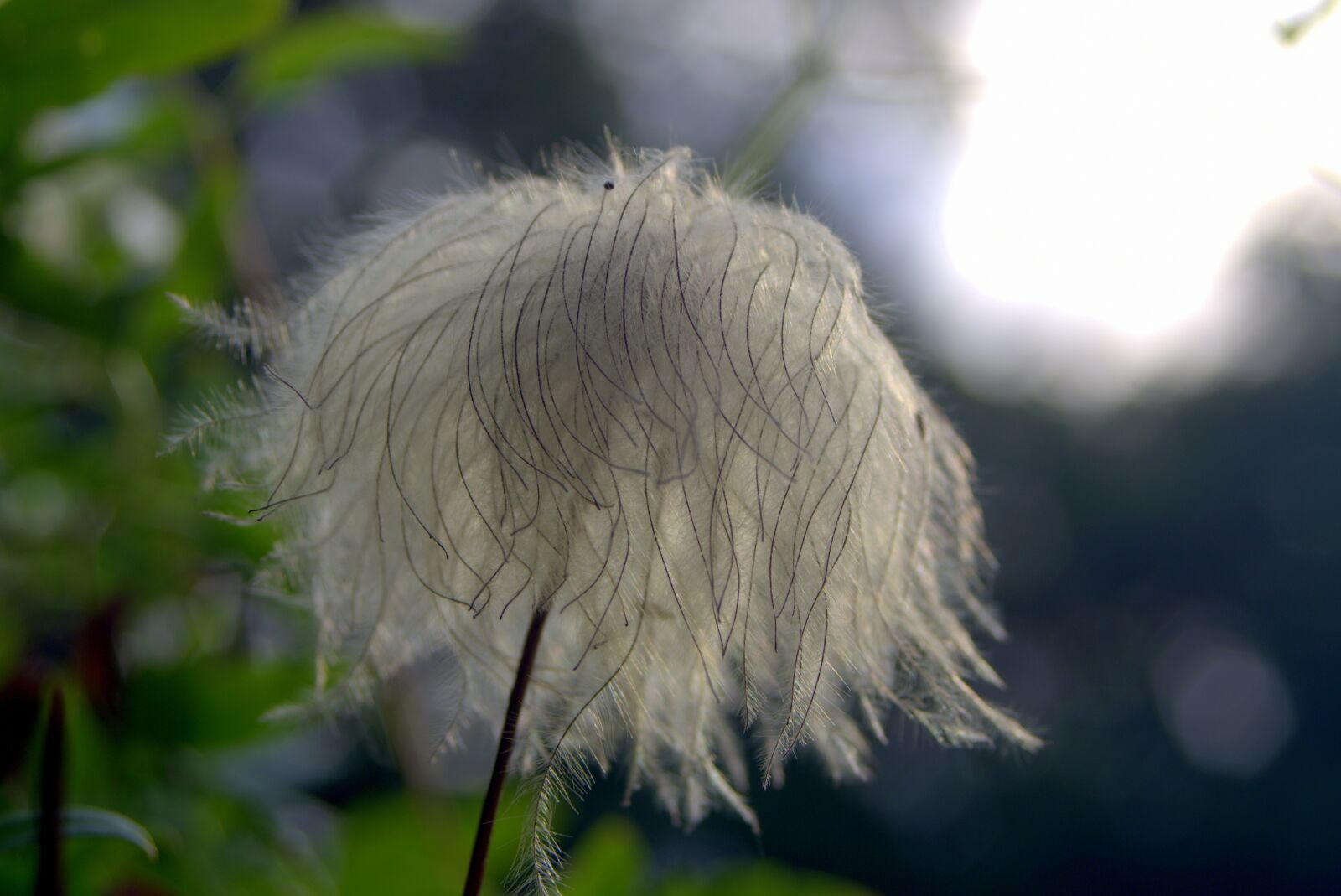 Pentax K-S2 sample photo. Flower, unusual, exotic photography
