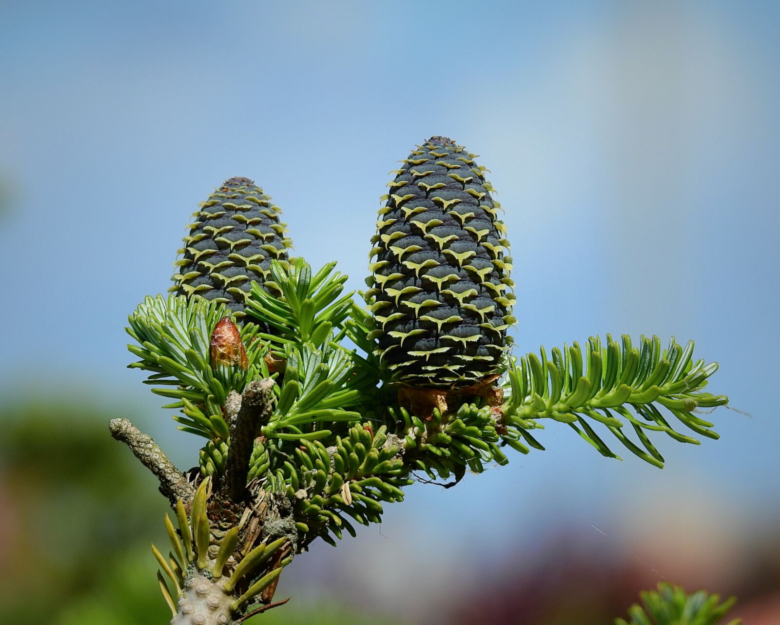 Nikon Coolpix P900 sample photo. Branch, cones, tree photography