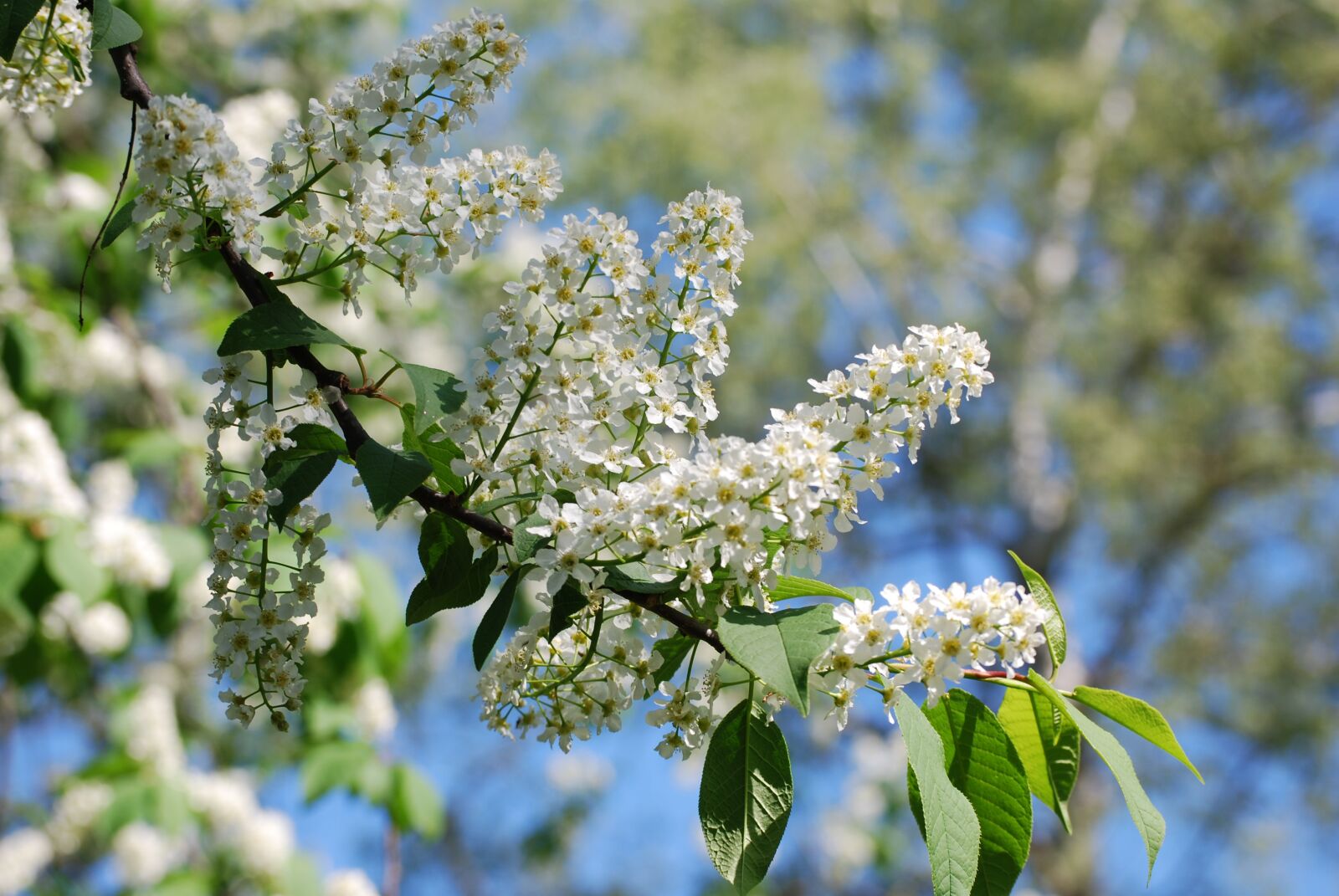 Nikon D60 sample photo. Spring, early summer, h photography