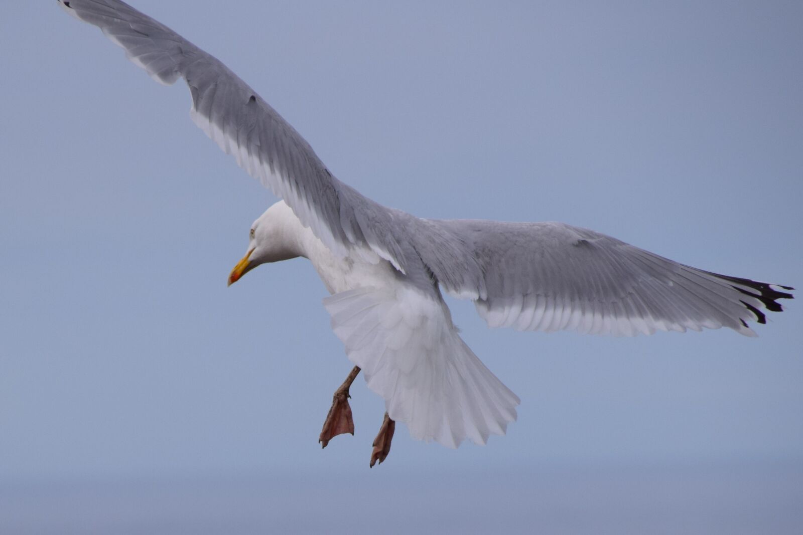 Nikon D5300 sample photo. Seabirds, seagull, summer photography
