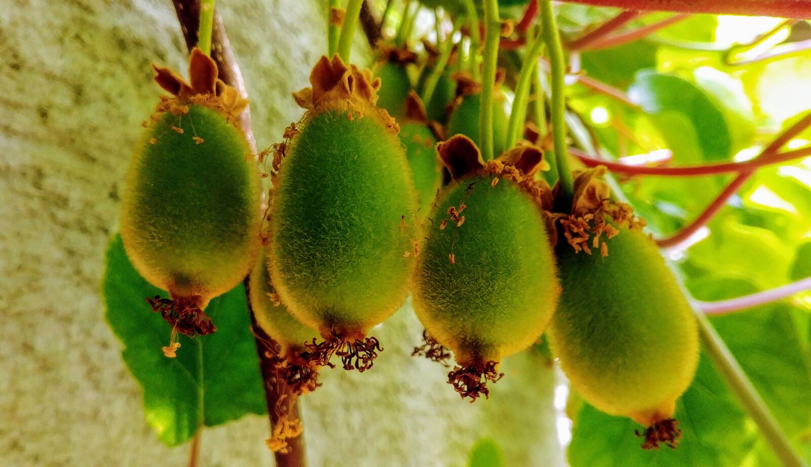 LG G6 sample photo. Kiwi, fruit, green photography