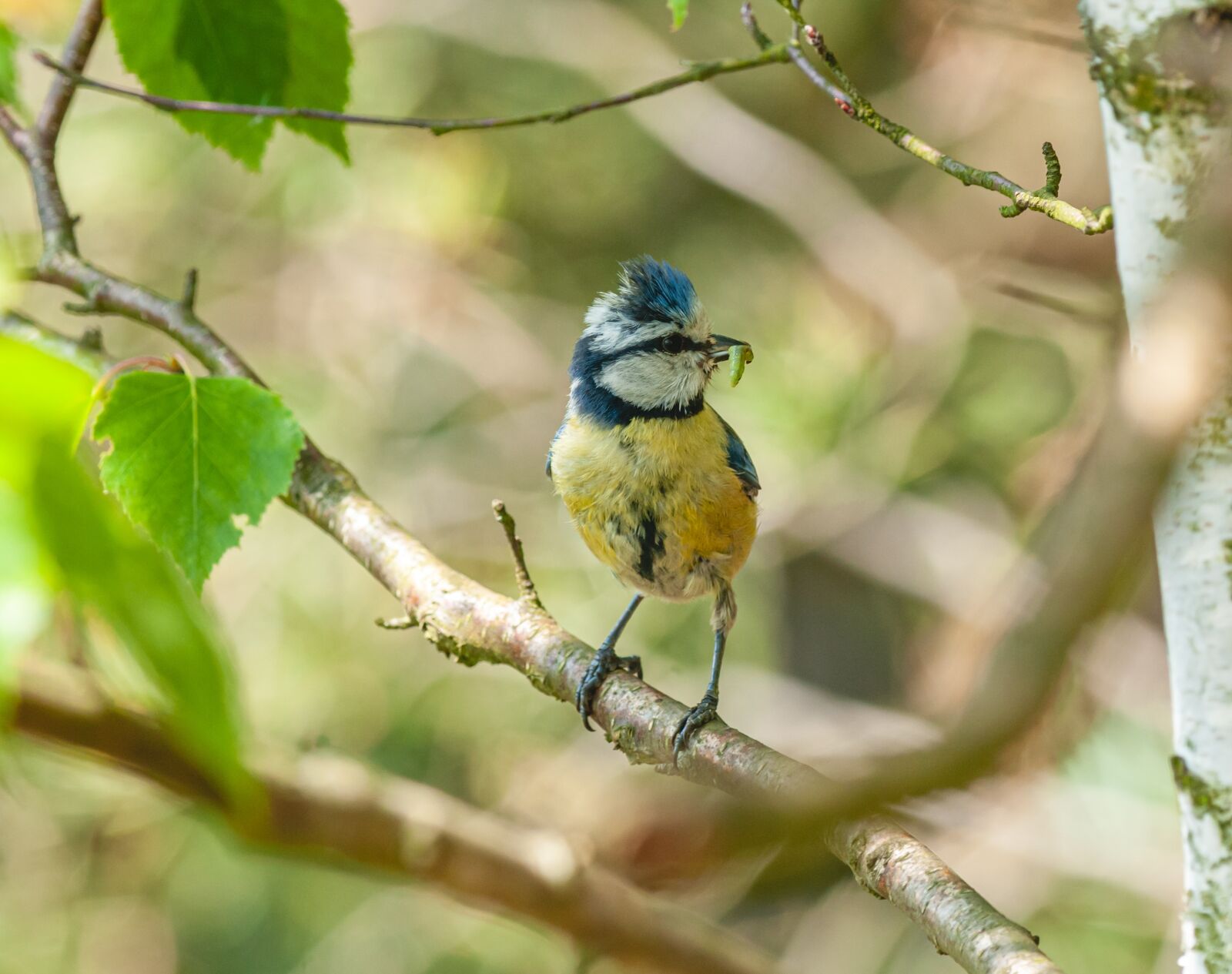 Nikon D300 sample photo. Sykora, tit, worm photography
