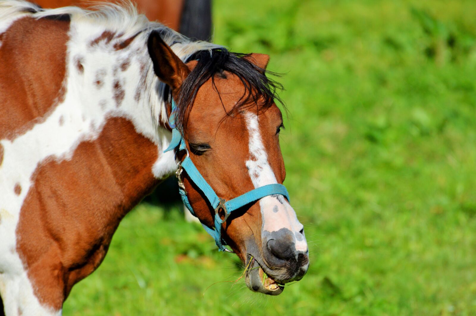 Nikon D3200 sample photo. Horse, ride, reiter photography