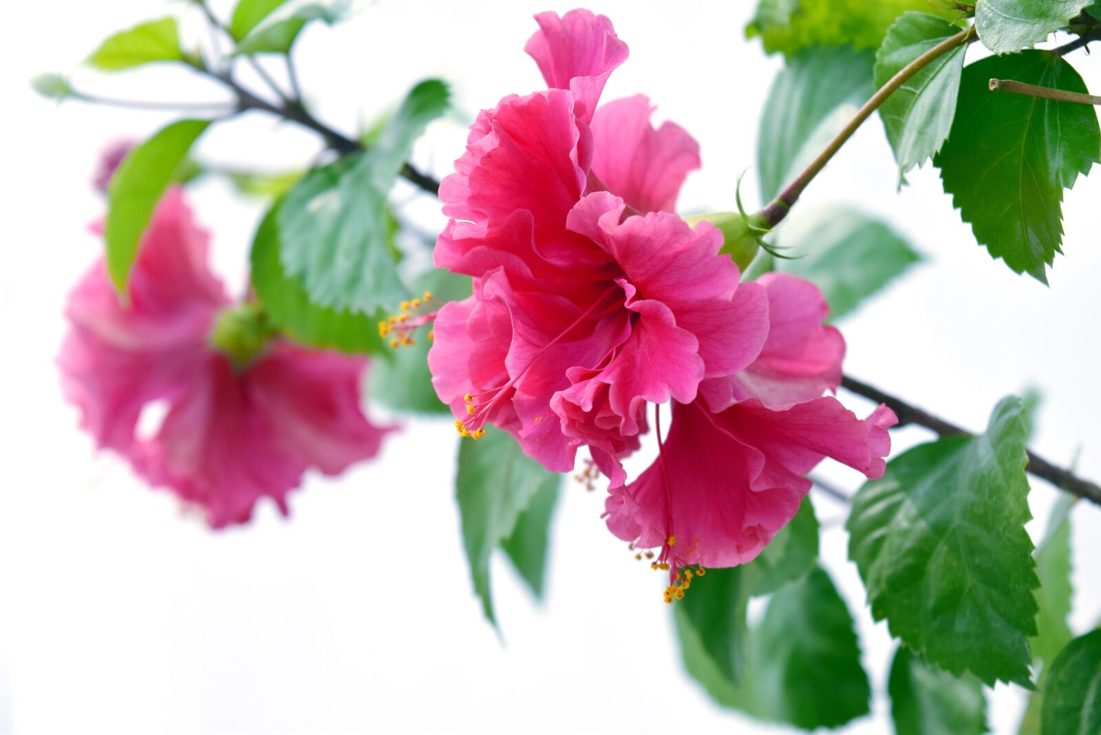 Nikon D5300 sample photo. Hibiscus, flower, petals photography