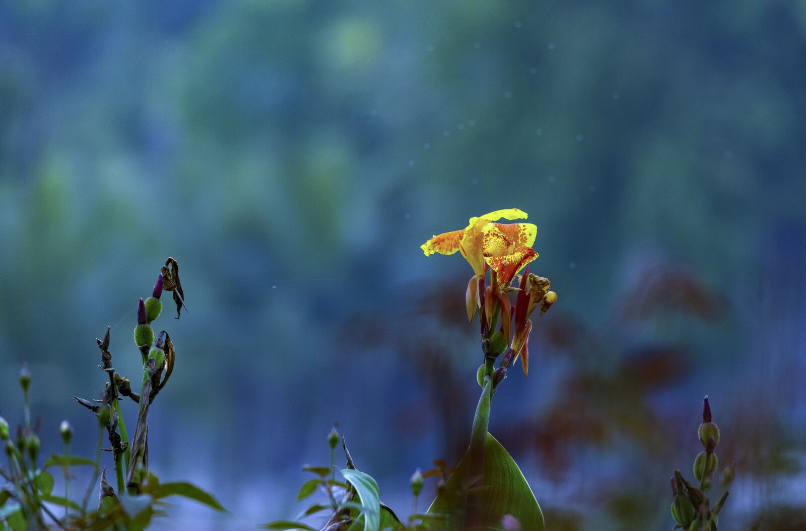Nikon D810 sample photo. Flower, tree, nice photography