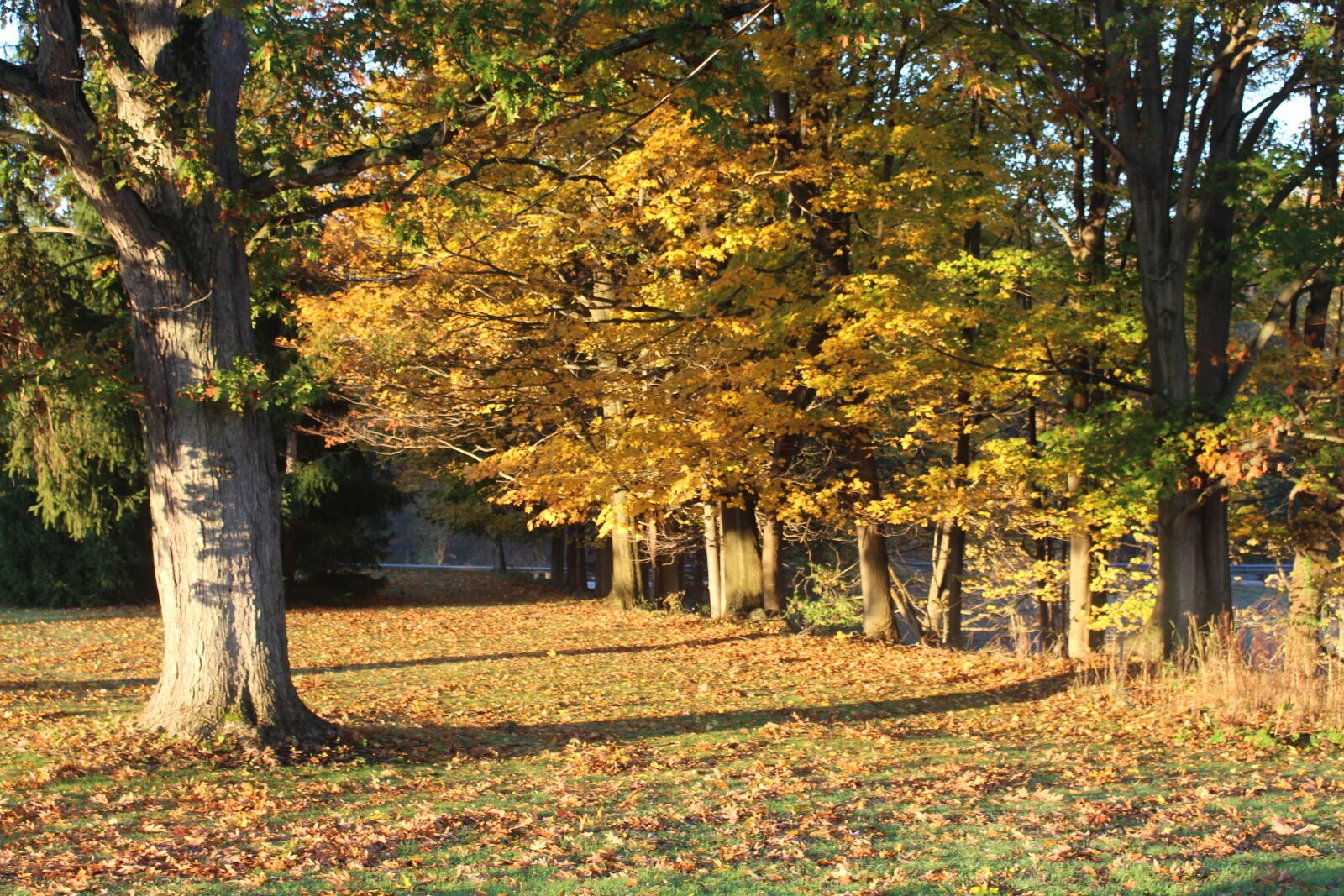 Canon EOS 700D (EOS Rebel T5i / EOS Kiss X7i) sample photo. Fall scene, trees, fall photography