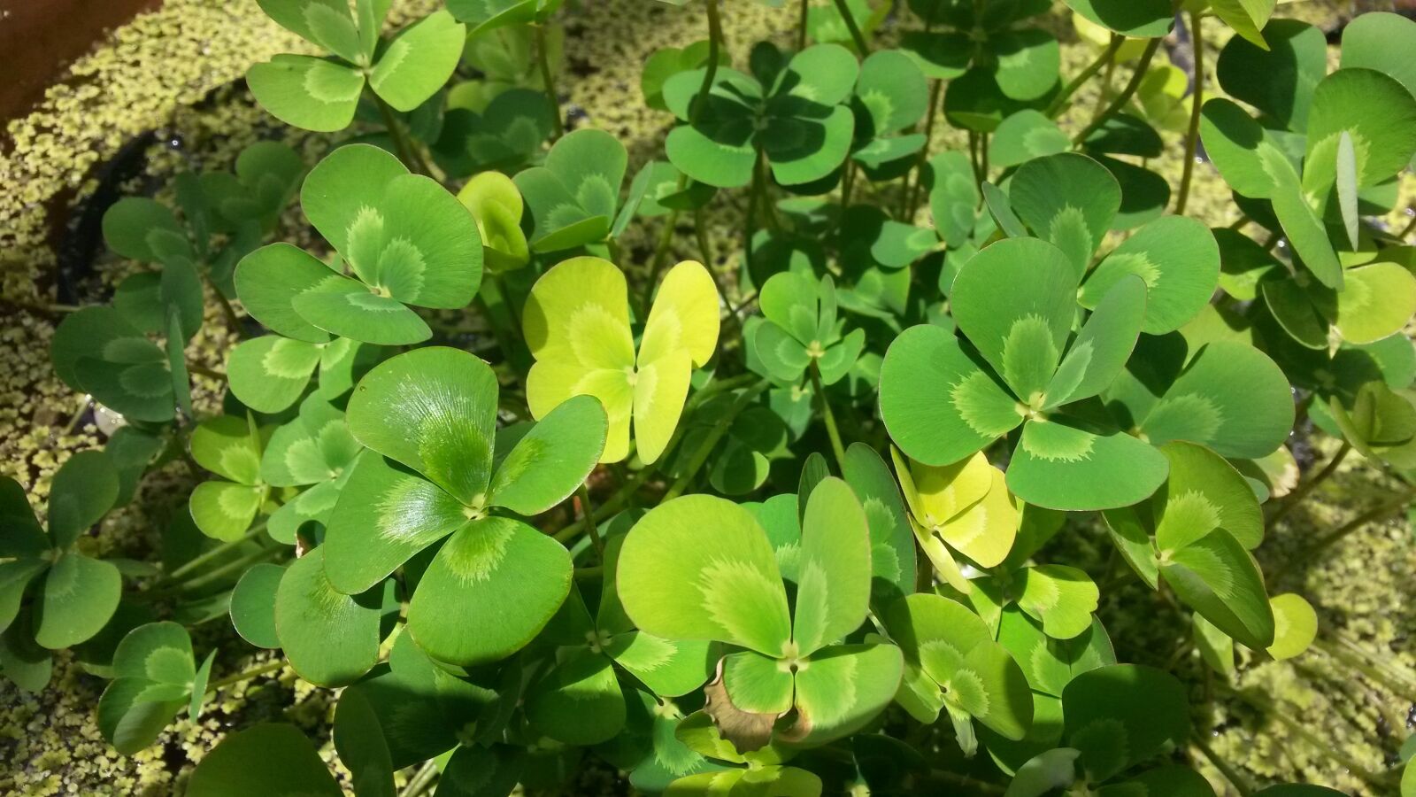 Samsung Galaxy S4 Mini sample photo. Clever, 4 leaves, plant photography