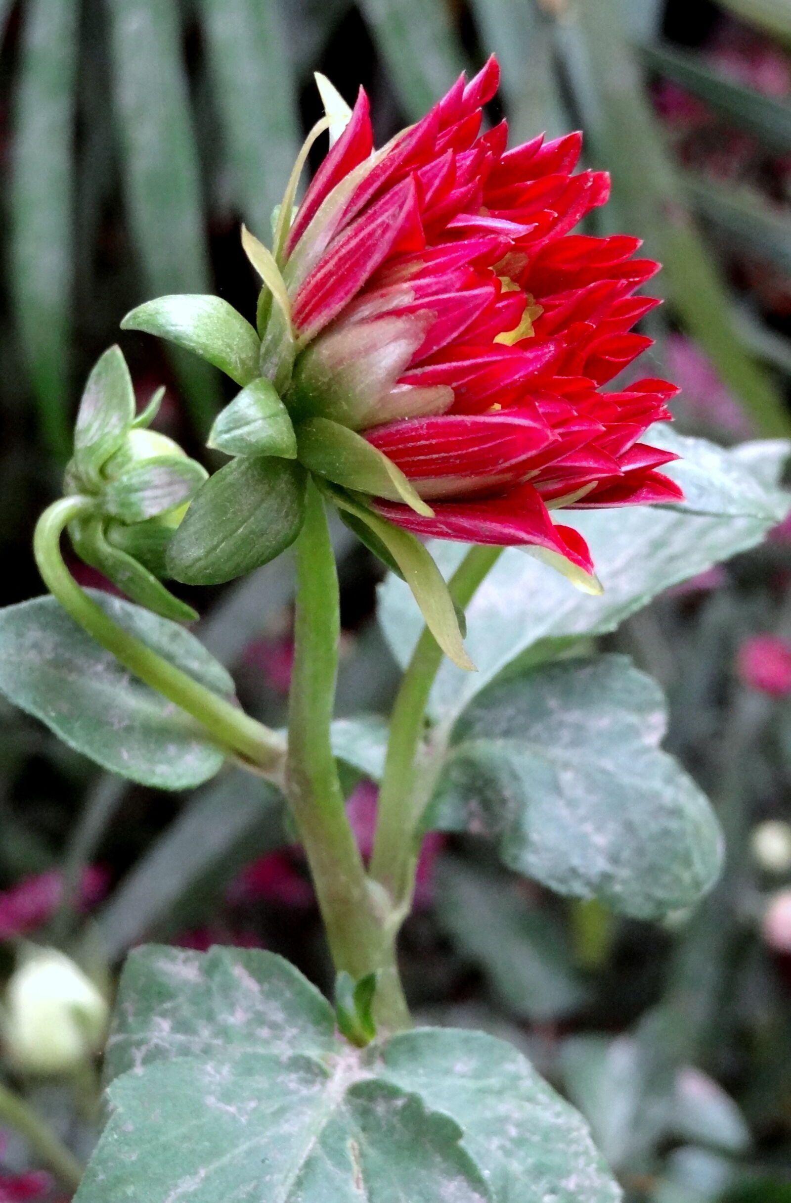 Sony Cyber-shot DSC-HX9V sample photo. Close, up, of, flowers photography