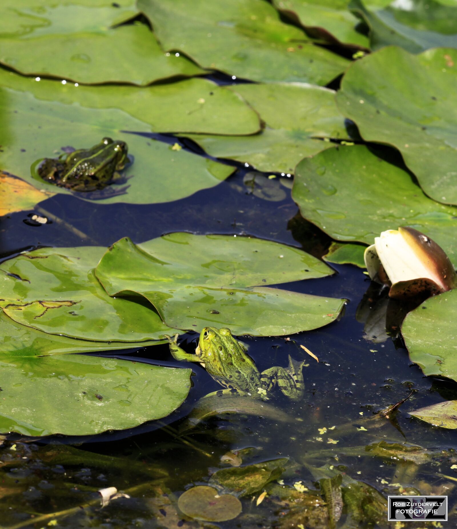 Canon EOS 5D Mark II sample photo. Frogs, green, water photography