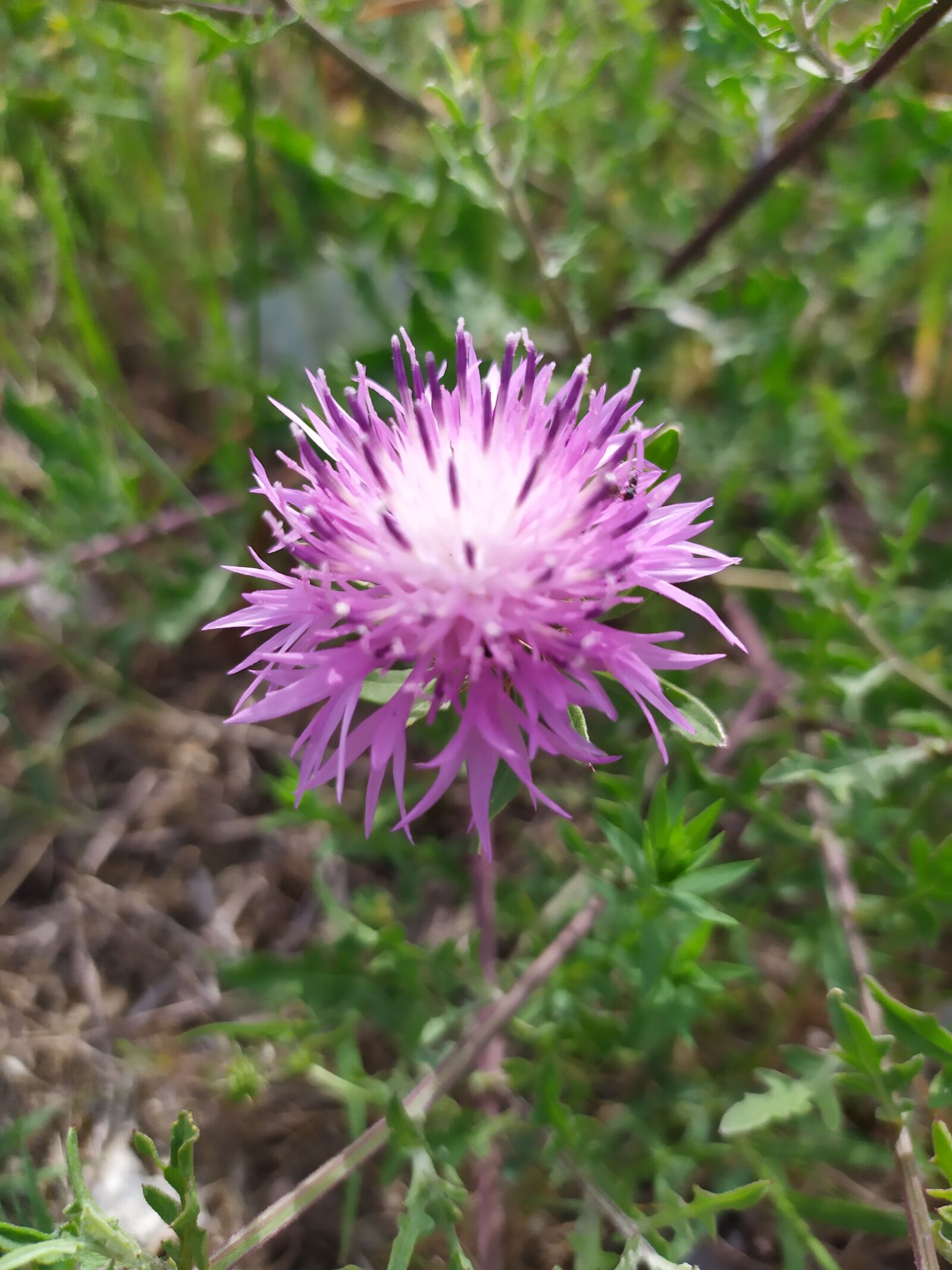 Xiaomi Redmi Note 7 sample photo. Flowers, plants, violet photography