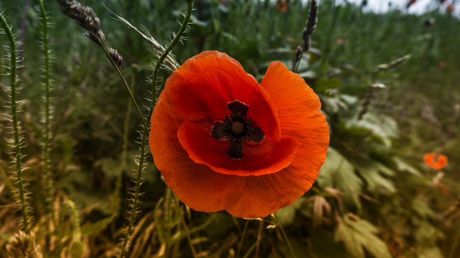 Sony a6000 sample photo. Poppy, edge of field photography