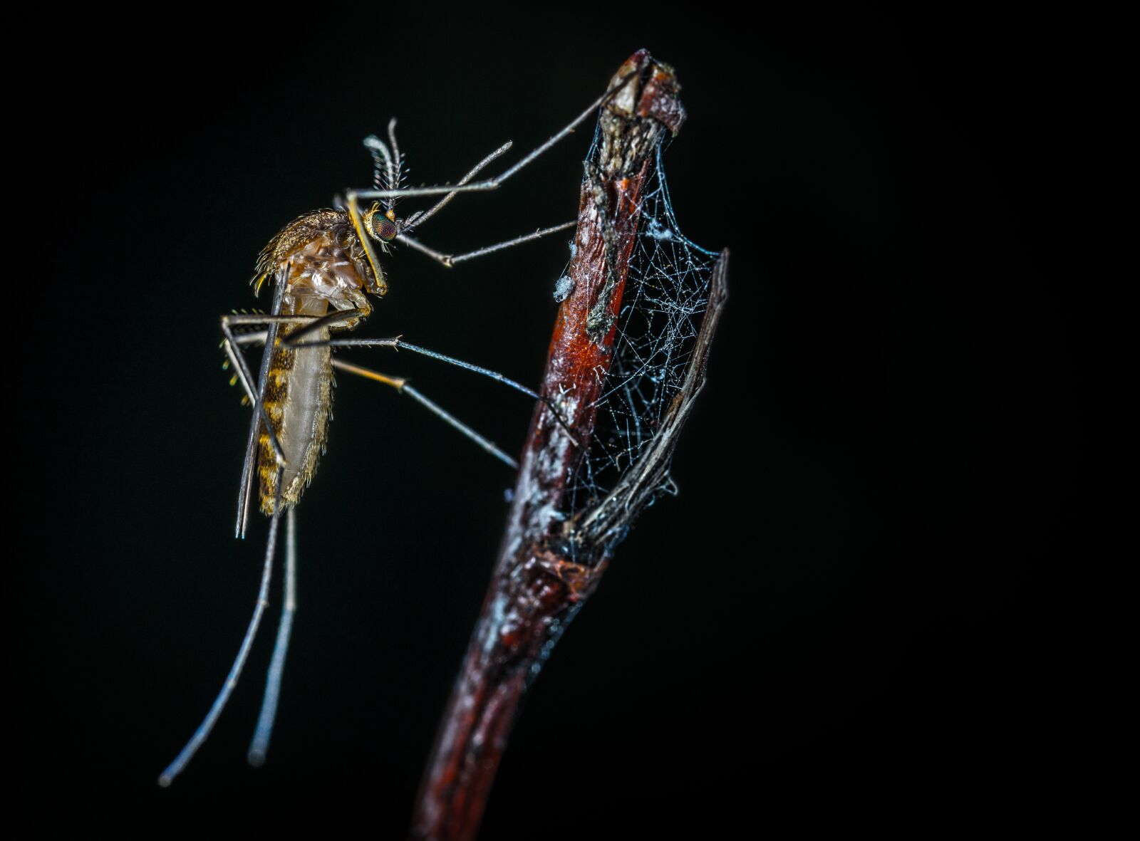 #124 65/2.8 sample photo. Insect, macro, the mosquito photography