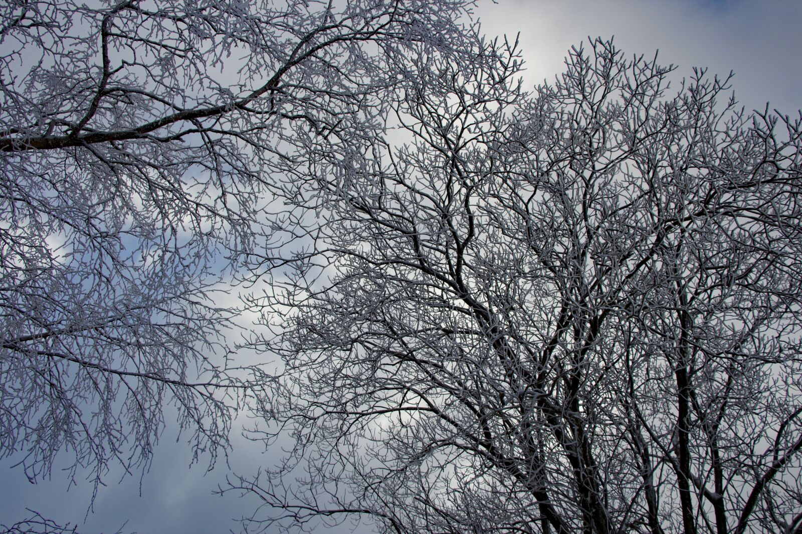 Canon EOS 700D (EOS Rebel T5i / EOS Kiss X7i) sample photo. Winter, tree, wintry photography