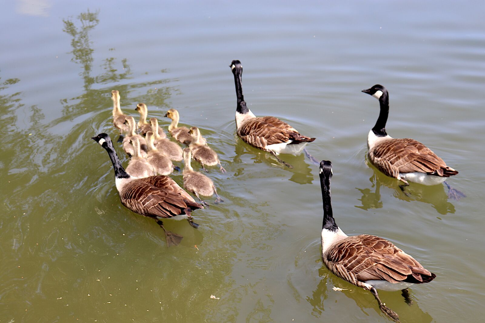 Canon EOS 800D (EOS Rebel T7i / EOS Kiss X9i) sample photo. Geese, goslings, family photography
