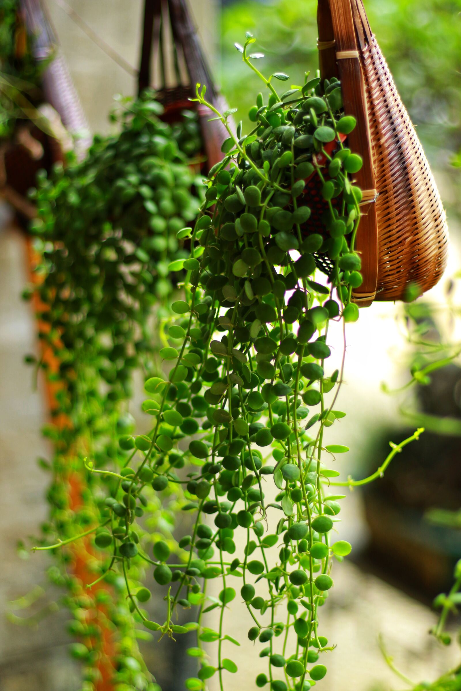Canon EOS 7D Mark II sample photo. Plant, nature, leaf photography