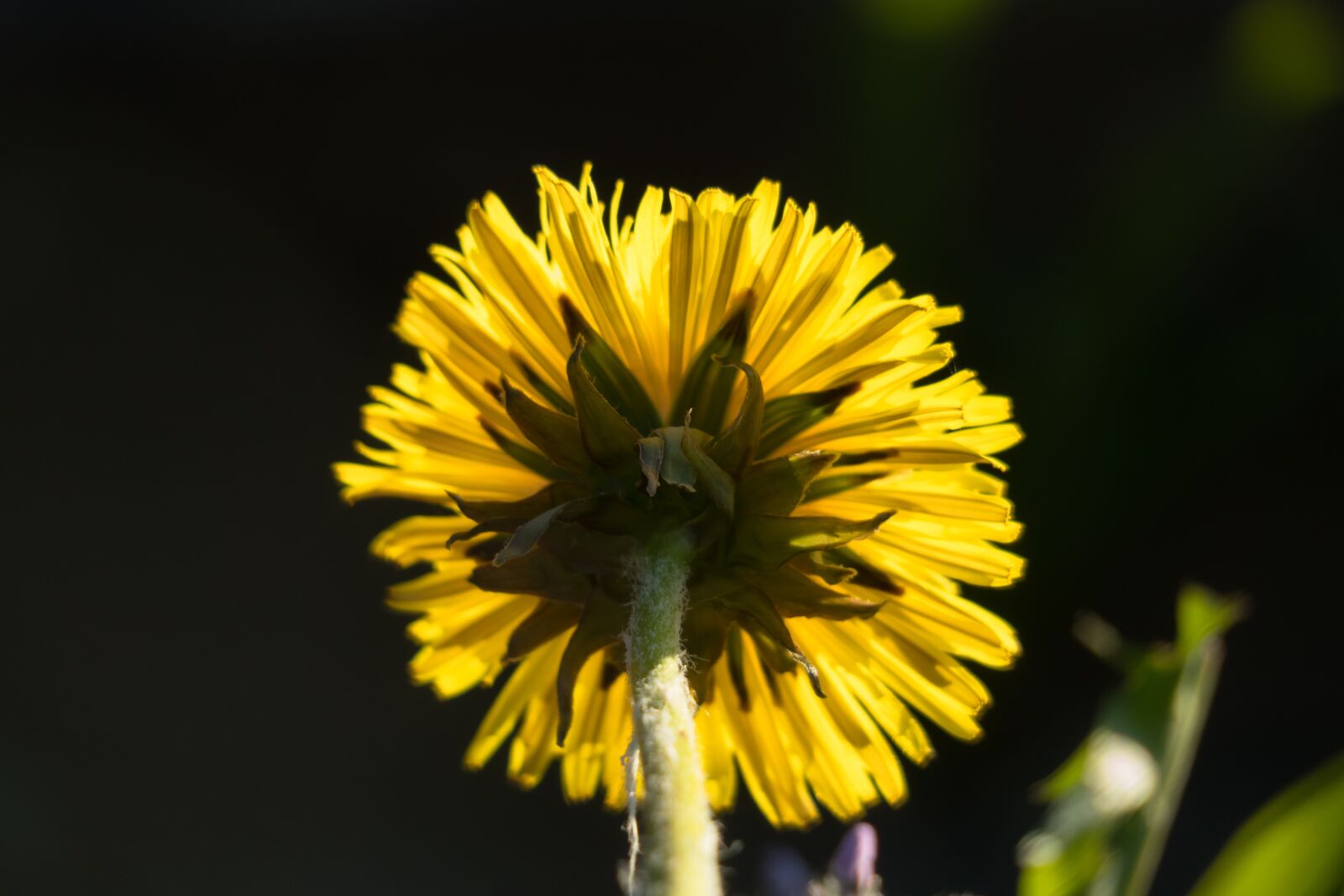 Canon PowerShot G3 X sample photo. Dandelion, backlighting, yellow photography