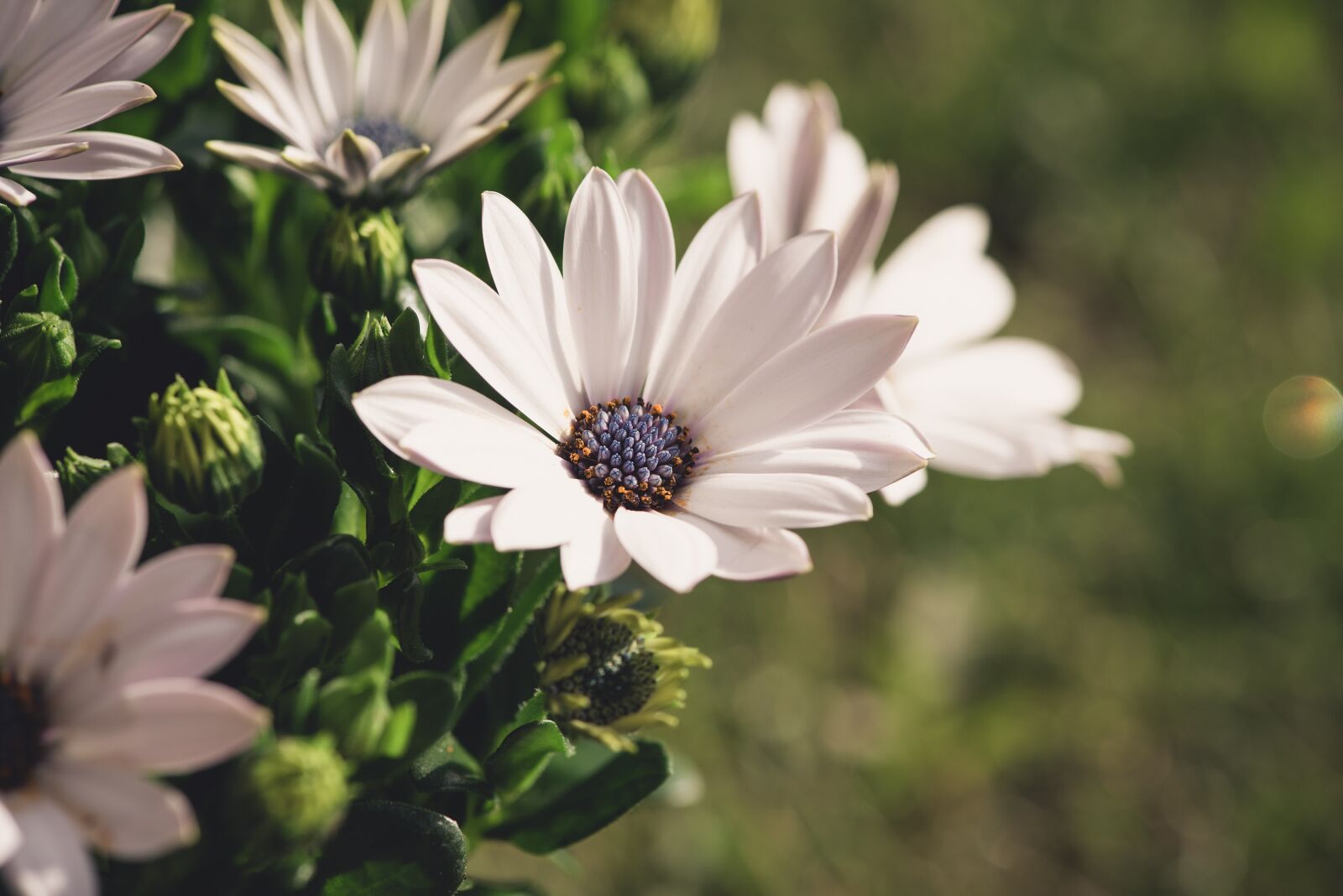 Nikon D750 sample photo. Flowers, white, garden photography