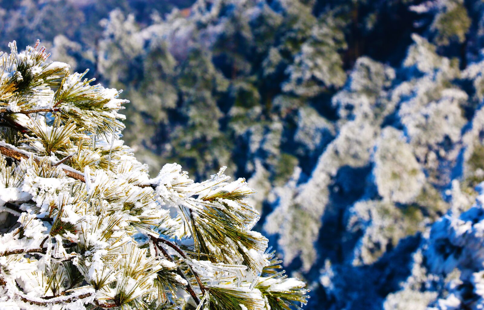 Canon EOS 760D (EOS Rebel T6s / EOS 8000D) sample photo. Snow, pine tree, grain photography