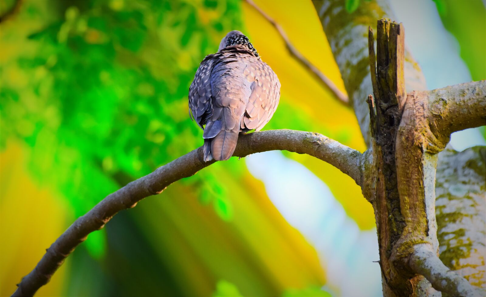 Nikon D5600 sample photo. Nature, bird, tree photography