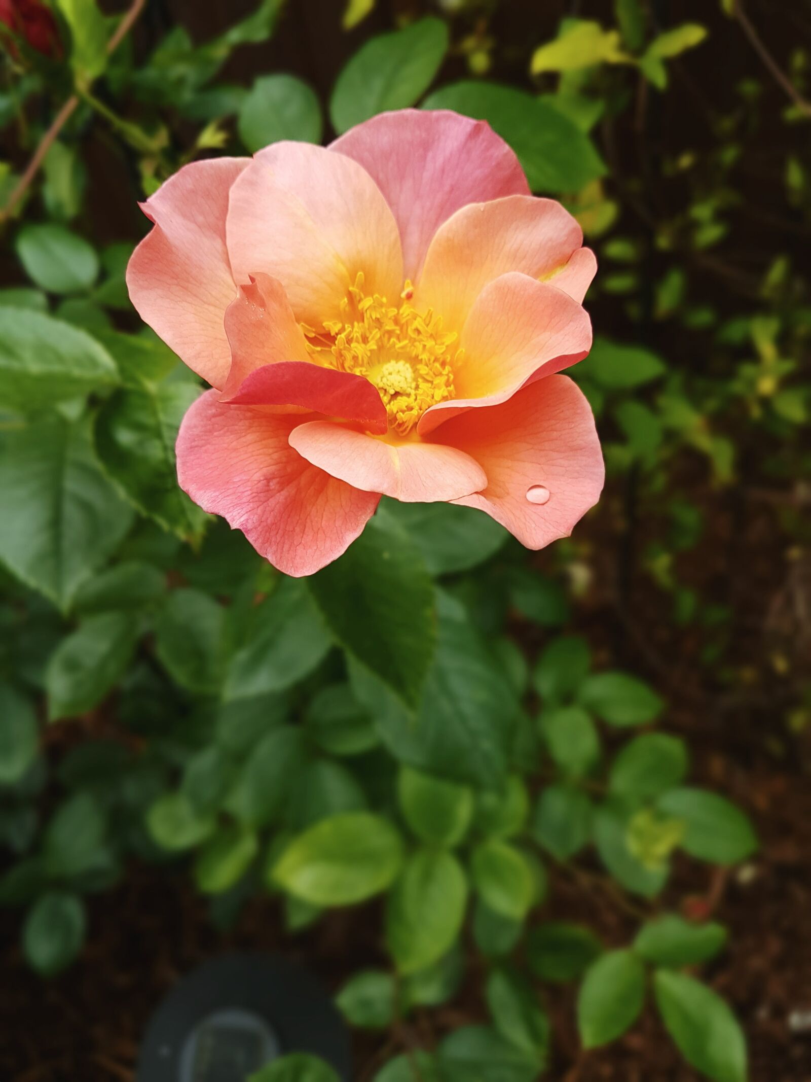 Samsung Galaxy S7 Edge sample photo. Garden, flower, fresh photography