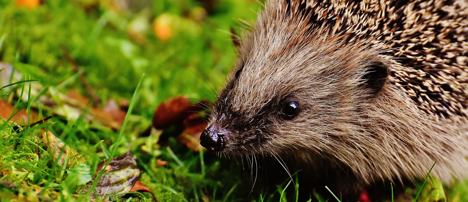 Nikon D7200 sample photo. Hedgehog child, young hedgehog photography