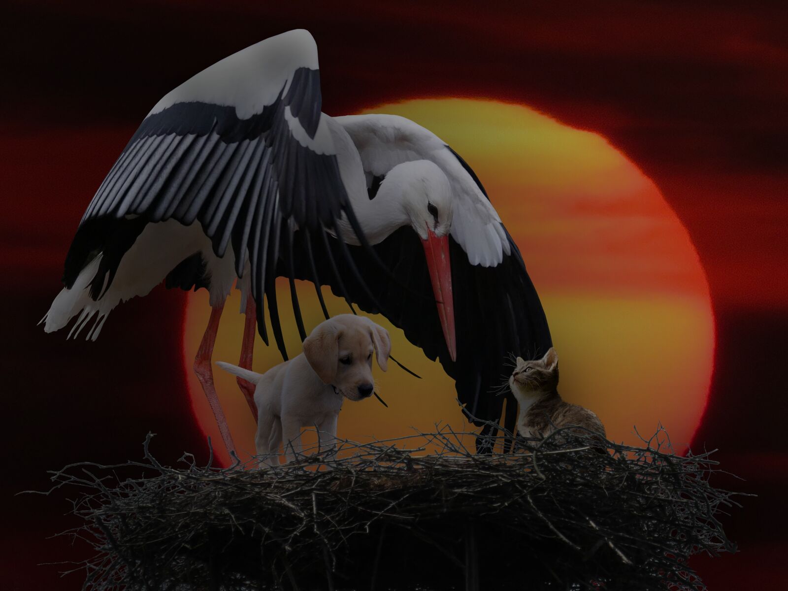 Canon PowerShot SX50 HS sample photo. Animals, nature, stork photography