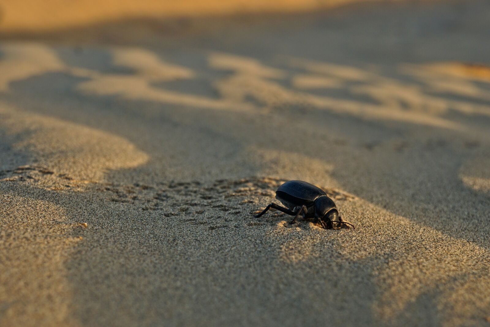 Sony a6000 sample photo. Beetle, sand, beach photography