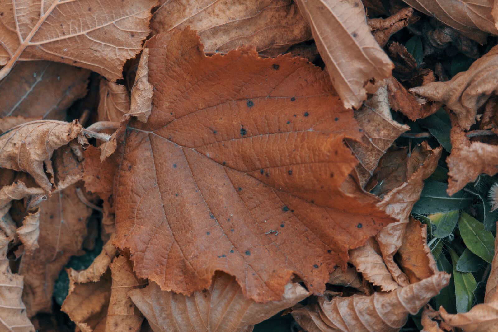 Canon EOS 550D (EOS Rebel T2i / EOS Kiss X4) sample photo. Leaf, leaves, branch photography