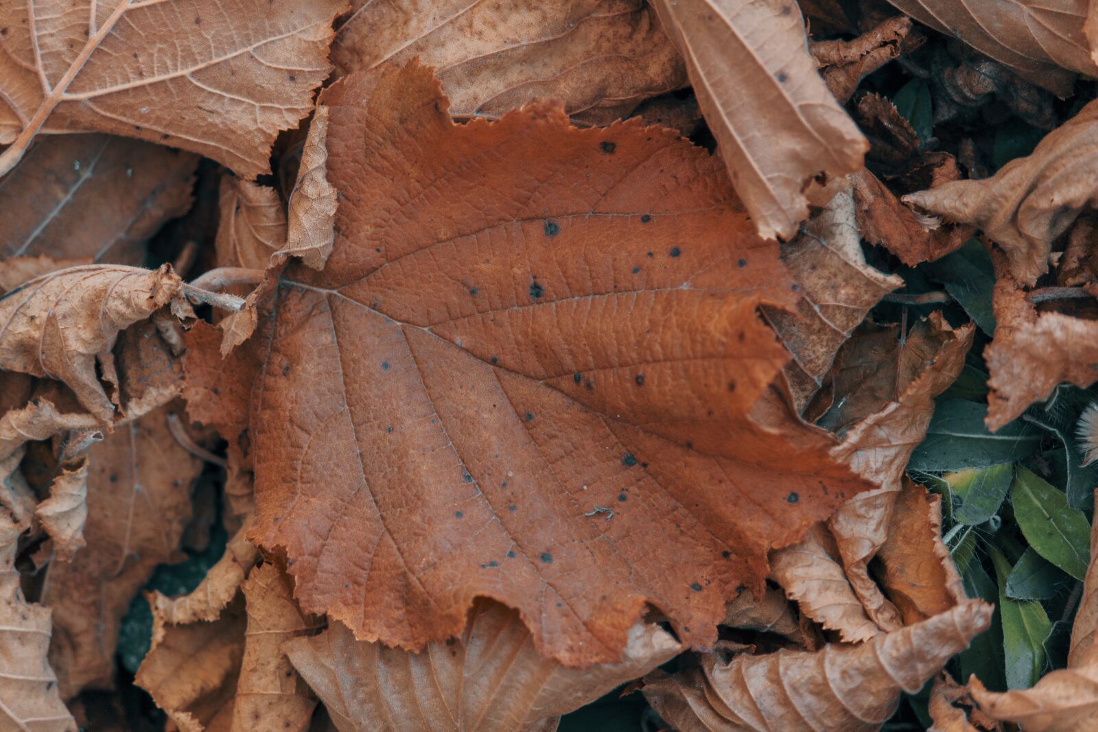 Canon EOS 550D (EOS Rebel T2i / EOS Kiss X4) + Canon EF-S 55-250mm F4-5.6 IS II sample photo. Leaf, leaves, branch photography