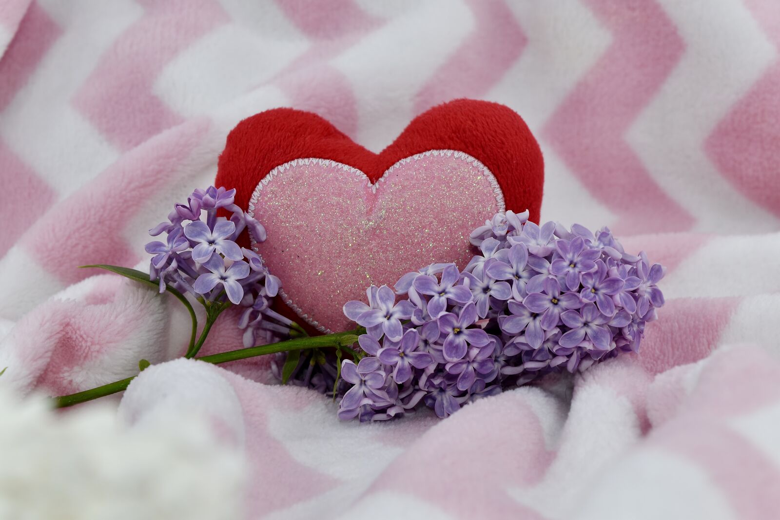 Nikon D5500 sample photo. Flower, lilac, petal, love photography