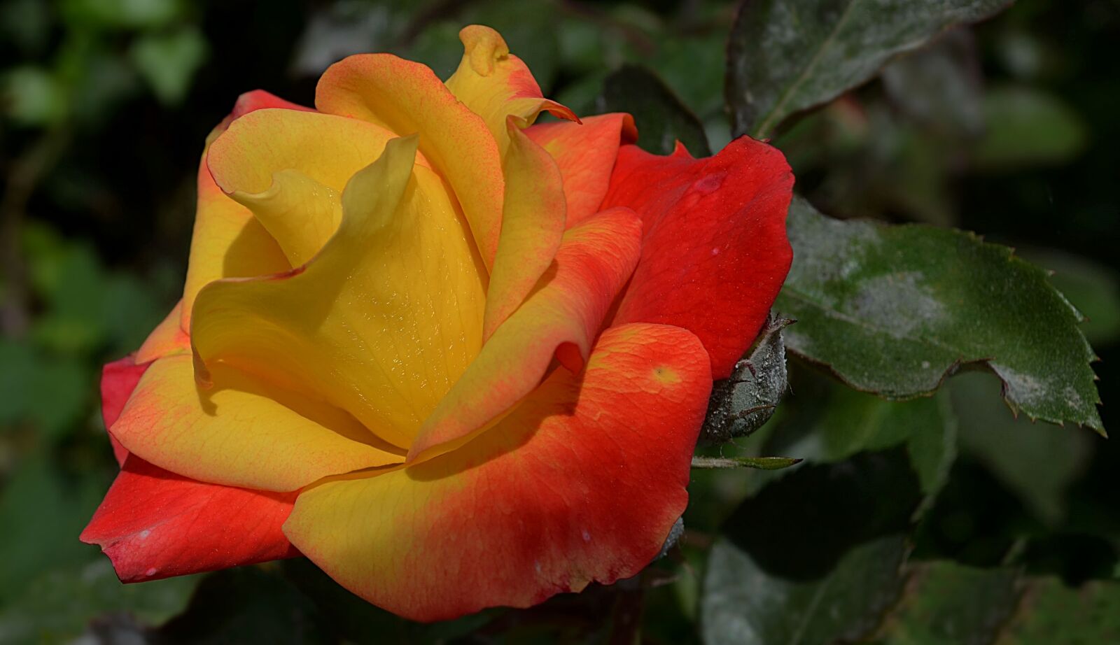 Nikon D5100 sample photo. Flower, nature, bloom photography
