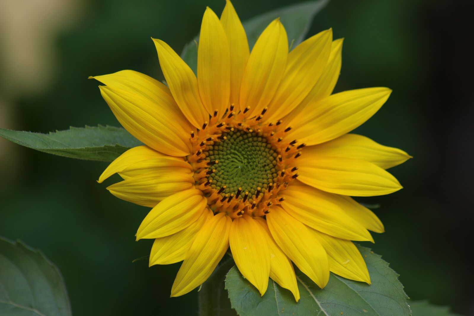 Canon EOS 100D (EOS Rebel SL1 / EOS Kiss X7) sample photo. Sunflower, yellow, nature photography