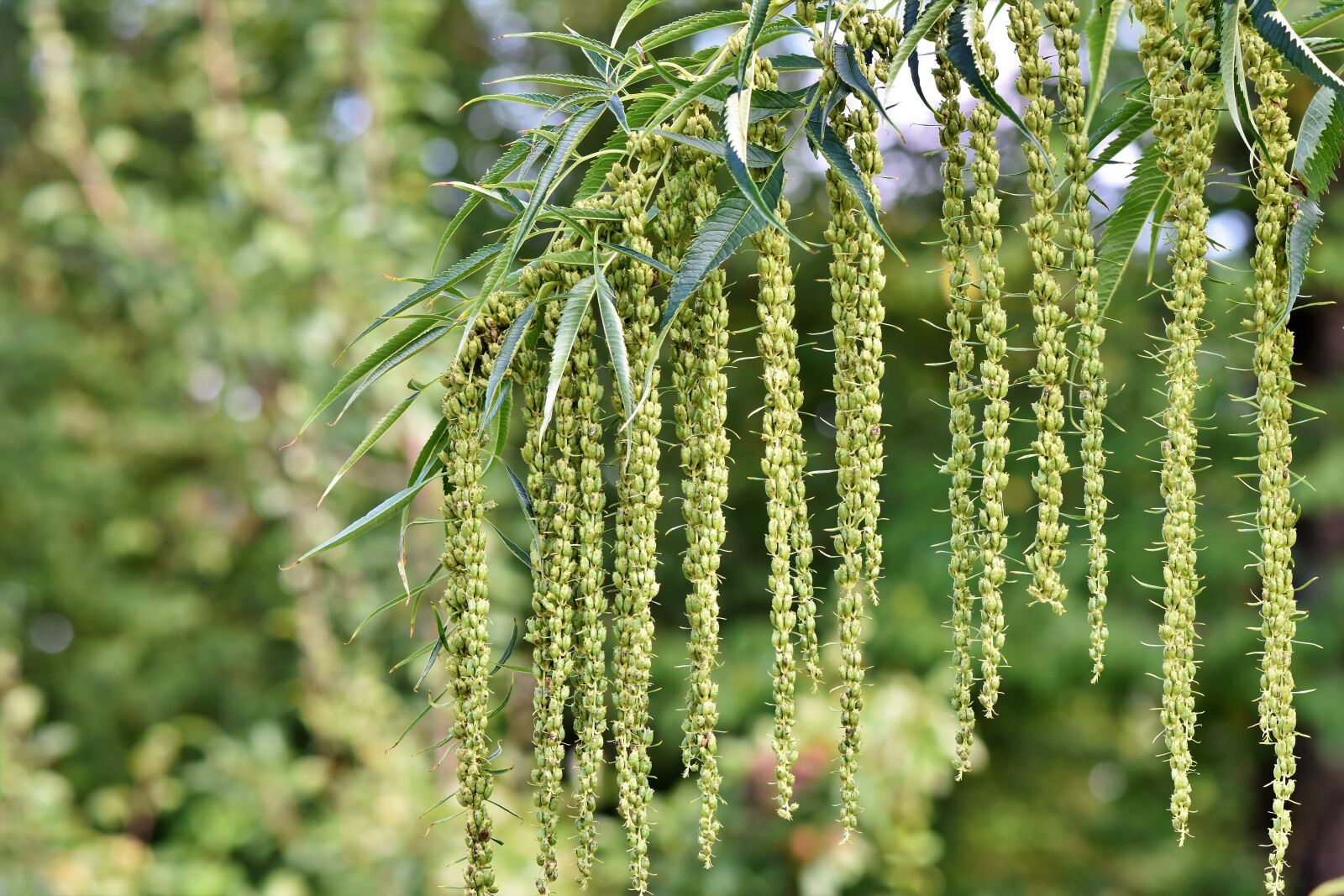 Nikon D7200 sample photo. Pterocarya fraxinifolia, tree, walnut photography