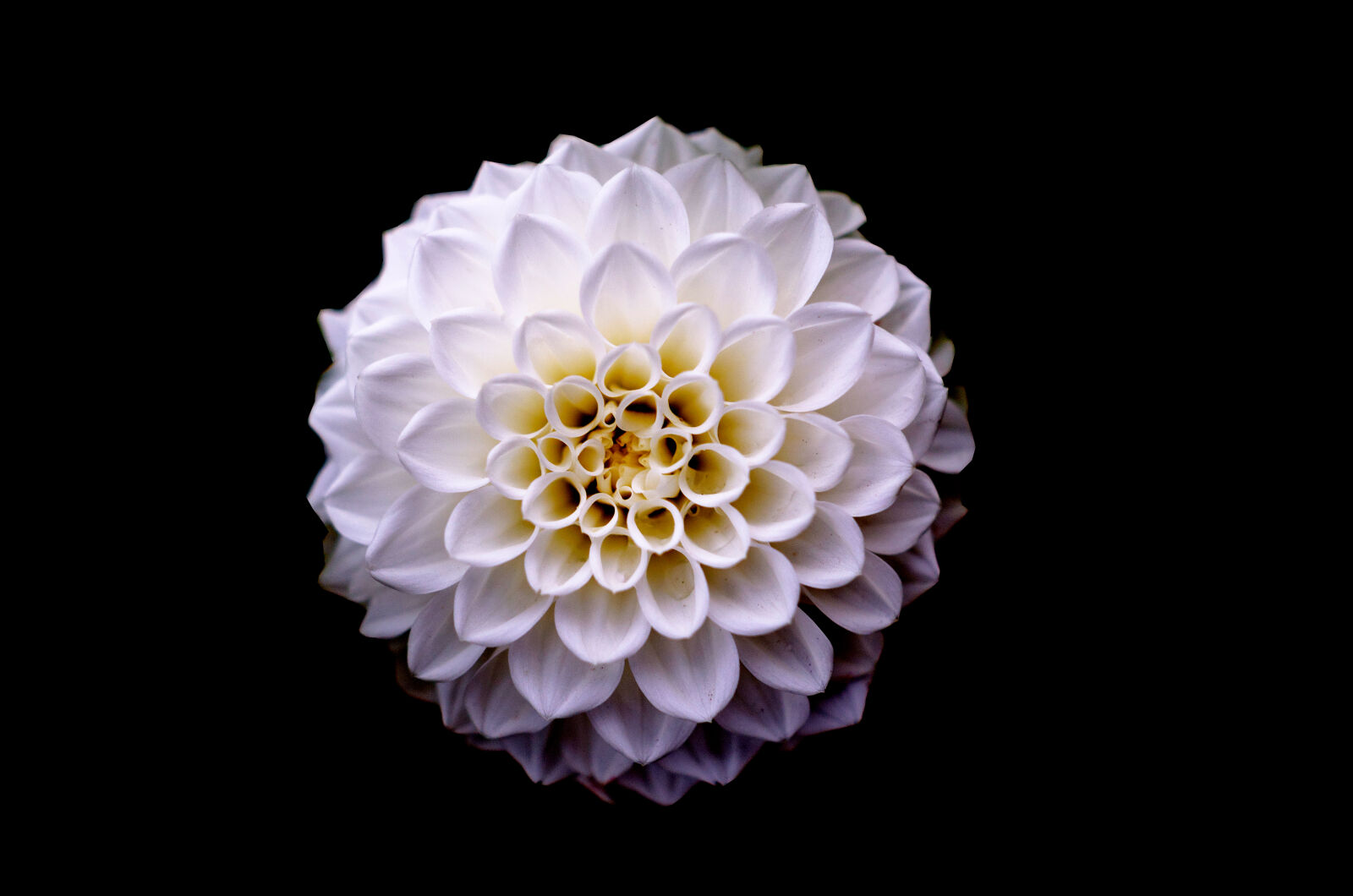 Nikon D5100 sample photo. White, and, yellow, flower photography