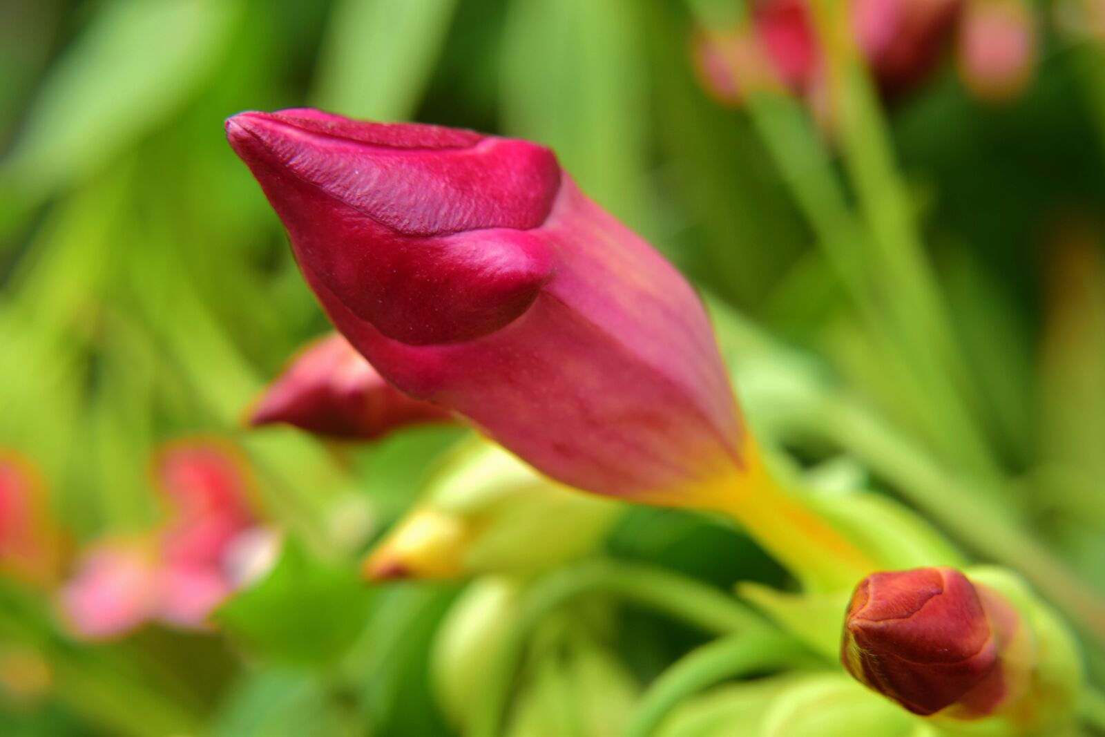 Nikon D5300 sample photo. Bud, red, nature photography