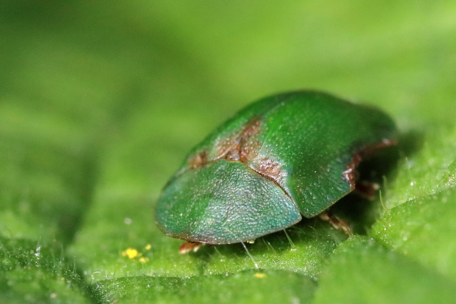 Canon EOS 80D sample photo. Green tortoise beetle, insect photography