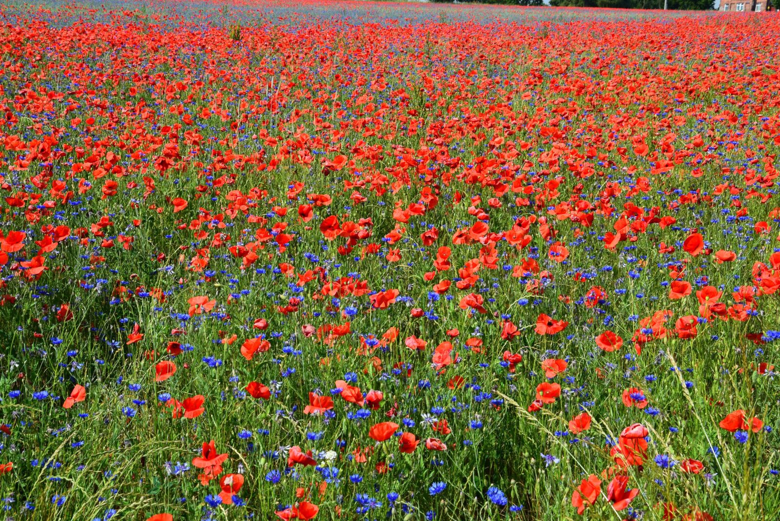 Nikon D5300 sample photo. Poppies, poppy field, field photography