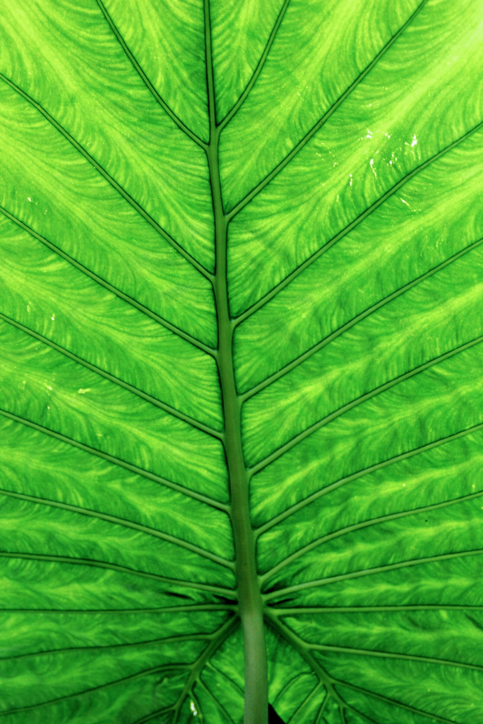 Canon EOS 60D sample photo. Leaves, green, leaf photography