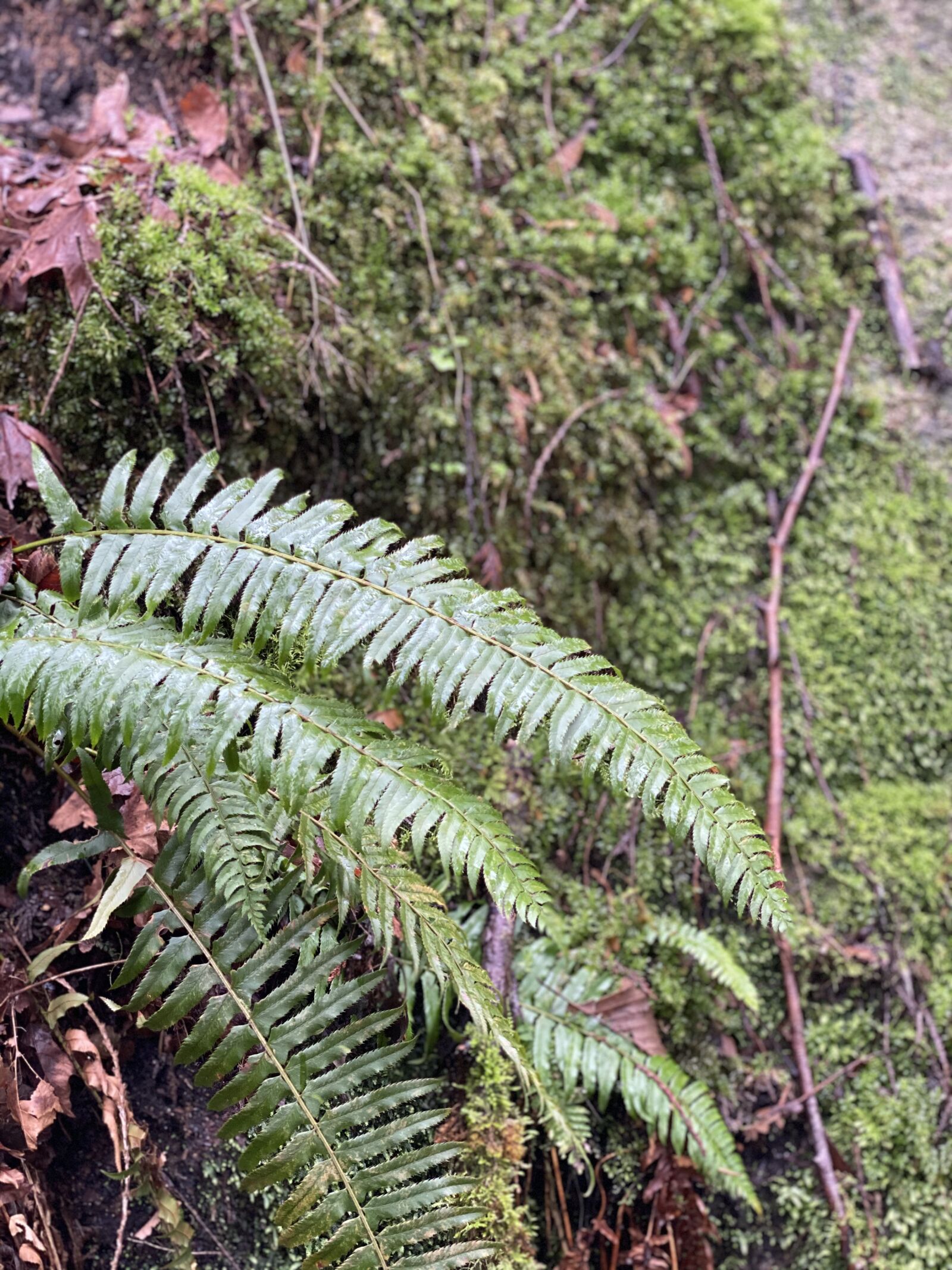 Apple iPhone 11 Pro Max + iPhone 11 Pro Max back dual camera 6mm f/2 sample photo. Fern, moss, nature photography